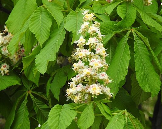 Ile z matury na farmacje? Ile z matury na farmacje?