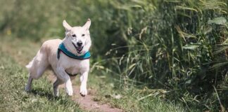 Ile bokser powinien biegać?