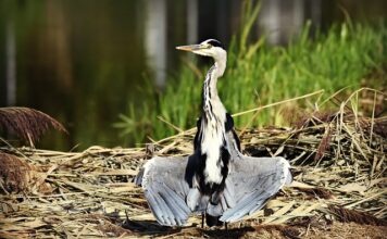 Jak suszyć piankę?