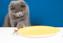 Kot nie chce jeść mokrego