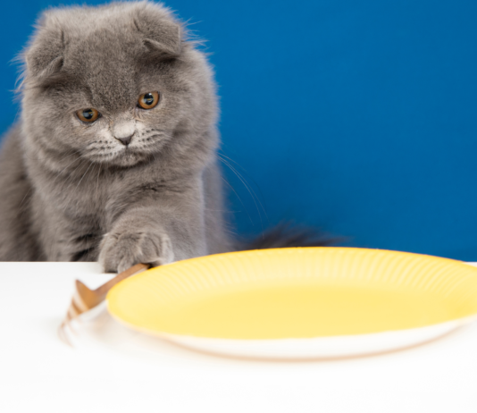 Kot nie chce jeść mokrego